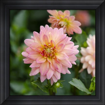 Framed Cropped Garden Flowers III Print