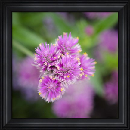 Framed Cropped Garden Flowers IV Print