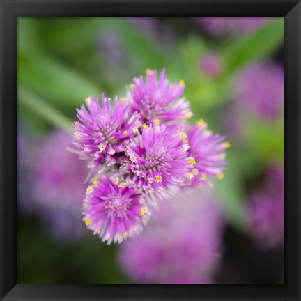 Framed Cropped Garden Flowers IV Print