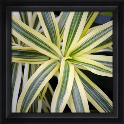 Framed Cropped Garden Leaves I Print