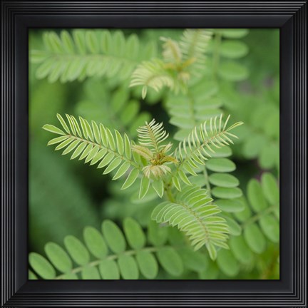 Framed Cropped Garden Leaves II Print