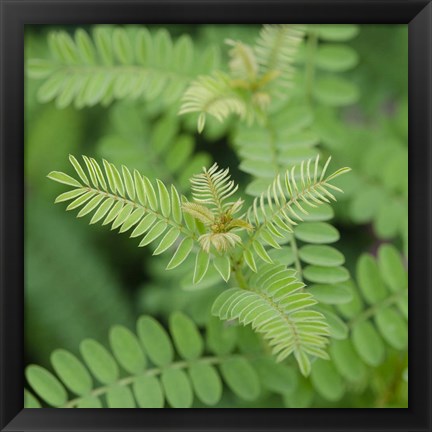 Framed Cropped Garden Leaves II Print