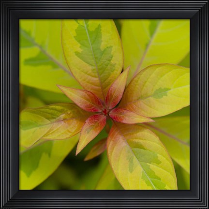 Framed Cropped Garden Leaves III Print