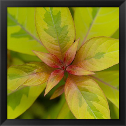 Framed Cropped Garden Leaves III Print