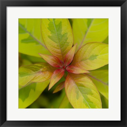 Framed Cropped Garden Leaves III Print