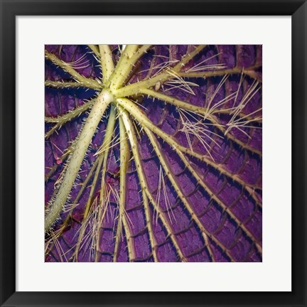 Framed Cropped Garden Leaves IV Print