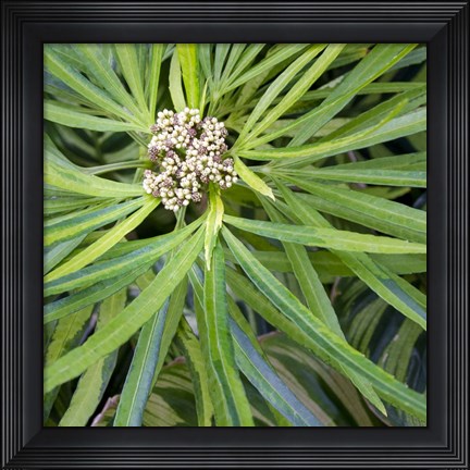 Framed Cropped Garden Leaves V Print