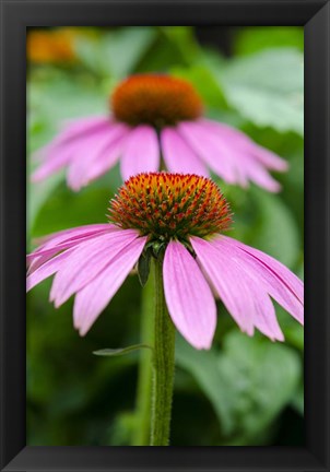 Framed Pink Coneflowers I Print