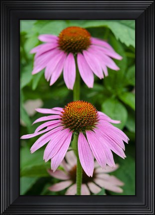 Framed Pink Coneflowers II Print