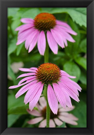 Framed Pink Coneflowers II Print
