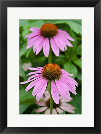 Framed Pink Coneflowers II Print