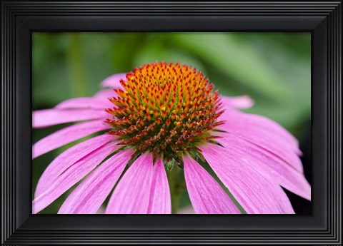 Framed Pink Coneflowers III Print