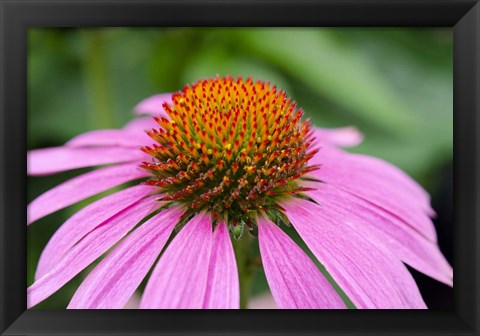 Framed Pink Coneflowers III Print