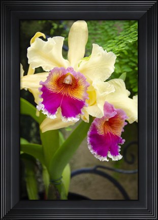Framed Garden Array I Print