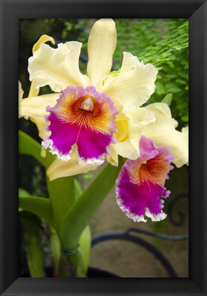 Framed Garden Array I Print