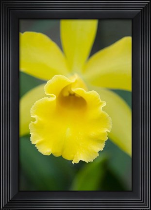 Framed Garden Array II Print