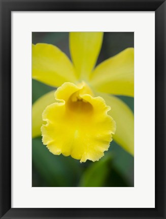 Framed Garden Array II Print