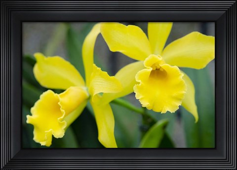 Framed Garden Array III Print