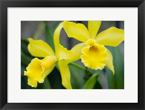 Framed Garden Array III Print