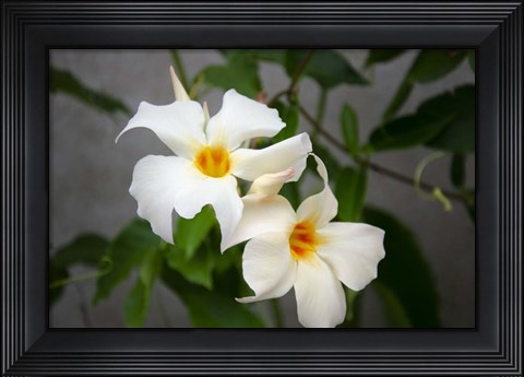 Framed Garden Array IV Print