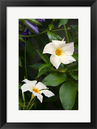 Framed Garden Array V Print