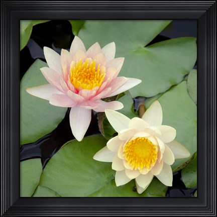 Framed Water Lily Flowers I Print