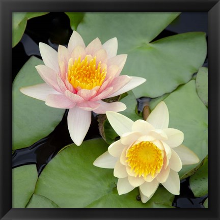 Framed Water Lily Flowers I Print