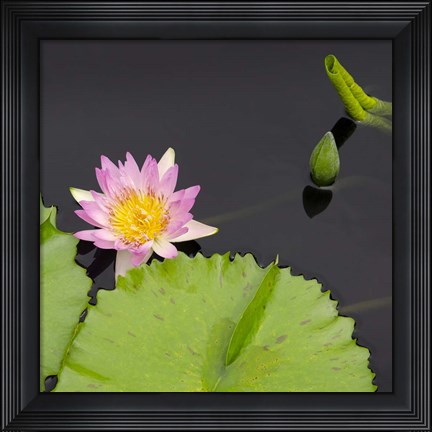Framed Water Lily Flowers II Print