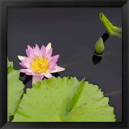 Framed Water Lily Flowers II Print