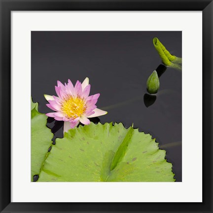 Framed Water Lily Flowers II Print