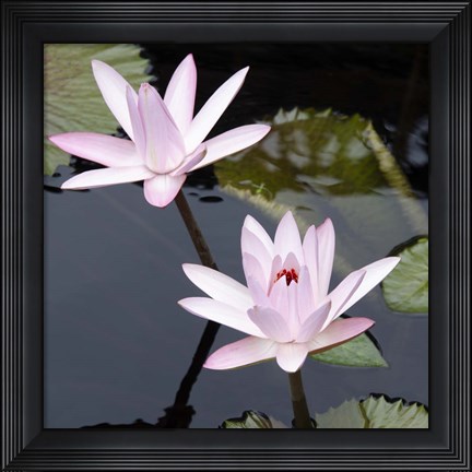 Framed Water Lily Flowers III Print