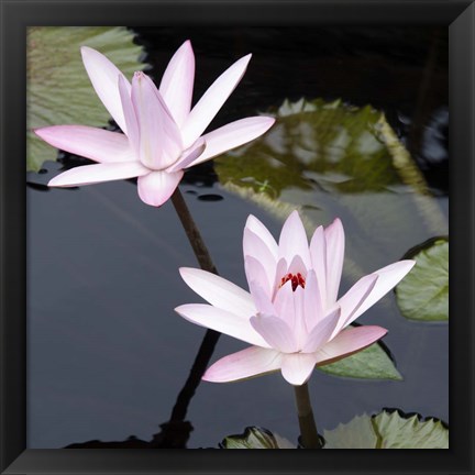 Framed Water Lily Flowers III Print