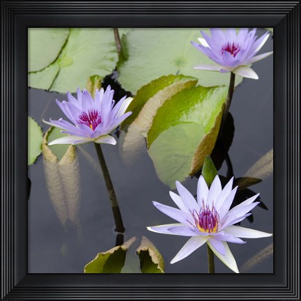 Framed Water Lily Flowers IV Print