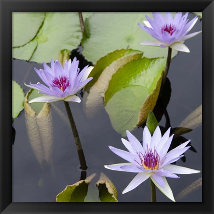 Framed Water Lily Flowers IV Print