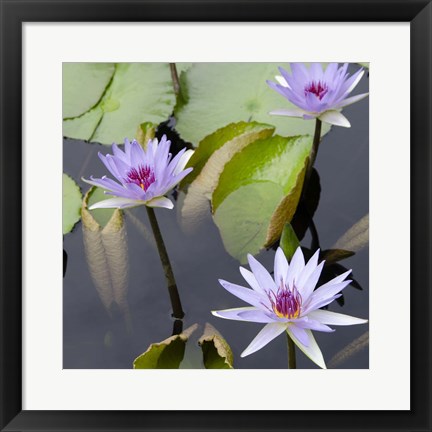 Framed Water Lily Flowers IV Print