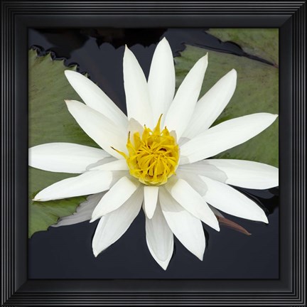 Framed Water Lily Flowers V Print