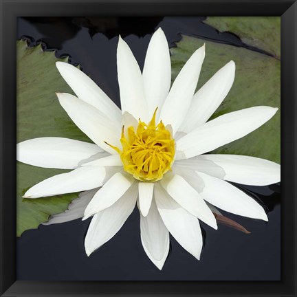 Framed Water Lily Flowers V Print