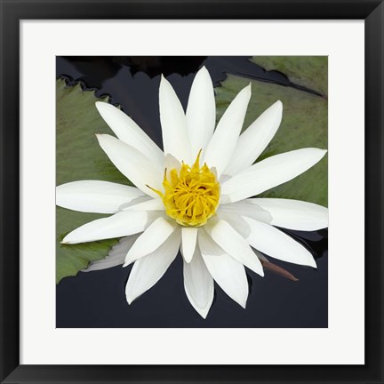 Framed Water Lily Flowers V Print