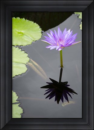 Framed Water Lily Flowers VI Print
