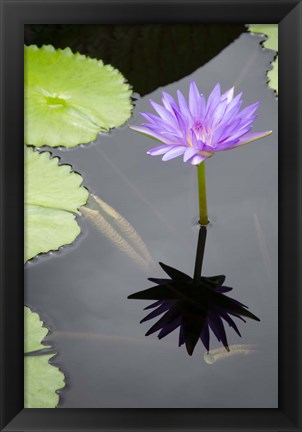 Framed Water Lily Flowers VI Print