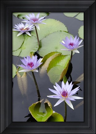 Framed Water Lily Flowers VII Print