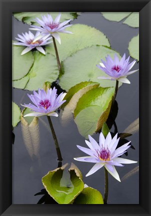 Framed Water Lily Flowers VII Print