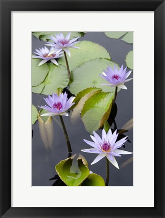 Framed Water Lily Flowers VII Print