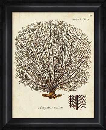 Framed Esper Sea Fans I Print