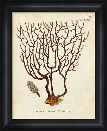 Framed Esper Sea Fans II Print