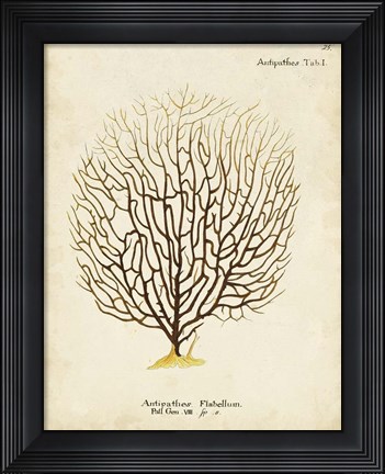 Framed Esper Sea Fans III Print