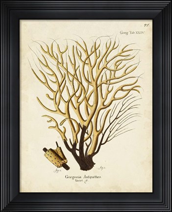 Framed Esper Sea Fans IV Print