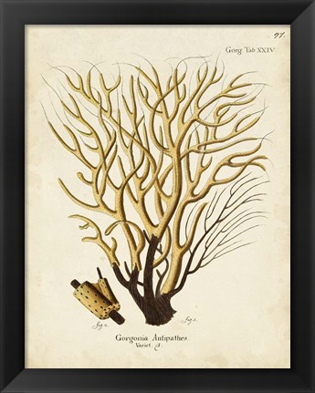 Framed Esper Sea Fans IV Print