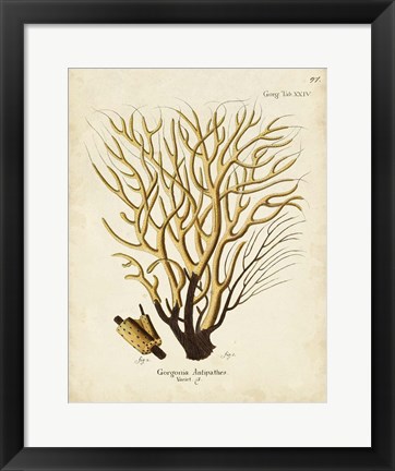 Framed Esper Sea Fans IV Print