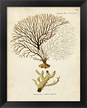 Framed Esper Sea Fans V Print